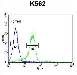 ENAM Antibody - ENAM Antibody flow cytometry of K562 cells (right histogram) compared to a negative control cell (left histogram). FITC-conjugated goat-anti-rabbit secondary antibodies were used for the analysis.