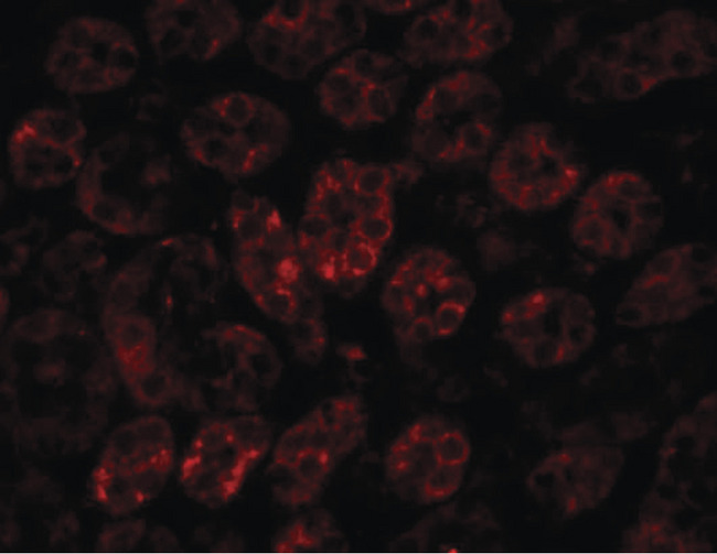 ENC1 Antibody - Immunofluorescence of ENC-1 in rat kidney tissue with ENC-1 antibody at 20 ug/ml.