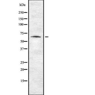 ENC1 Antibody - Western blot analysis of ENC1 using NIH-3T3 whole cells lysates