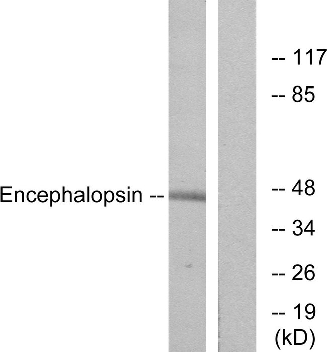 Encephalopsin / OPN3 Antibody - Western blot analysis of lysates from mouse brain, using Encephalopsin Antibody. The lane on the right is blocked with the synthesized peptide.