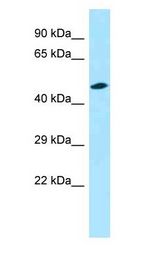 Encephalopsin / OPN3 Antibody - Encephalopsin / OPN3 antibody Western Blot of Mouse Small Intestine.  This image was taken for the unconjugated form of this product. Other forms have not been tested.