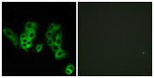 Encephalopsin / OPN3 Antibody - Peptide - + Immunofluorescence analysis of MCF-7 cells, using Encephalopsin antibody.