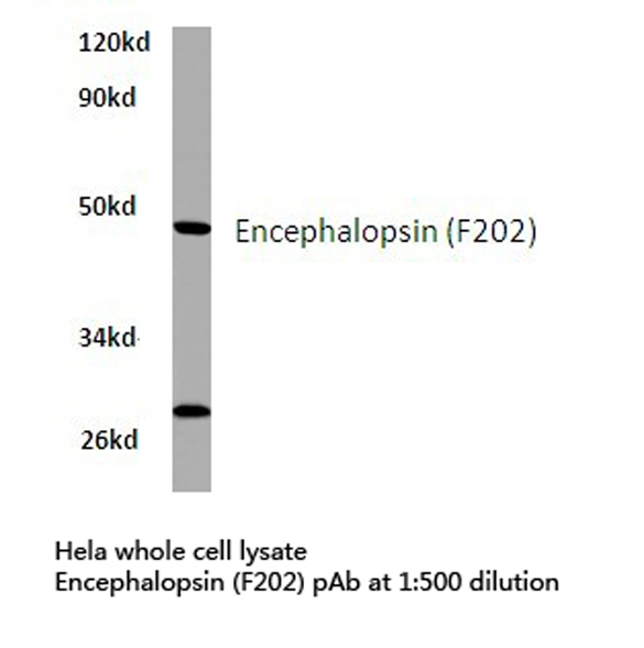Encephalopsin / OPN3 Antibody - Western blot of Encephalopsin (F202) pAb in extracts from HeLa cells.