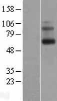 Encephalopsin / OPN3 Protein - Western validation with an anti-DDK antibody * L: Control HEK293 lysate R: Over-expression lysate