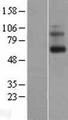 Encephalopsin / OPN3 Protein - Western validation with an anti-DDK antibody * L: Control HEK293 lysate R: Over-expression lysate