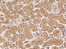 ENDOD1 Antibody - Immunochemical staining of human ENDOD1 in human kidney with rabbit polyclonal antibody at 1:500 dilution, formalin-fixed paraffin embedded sections.