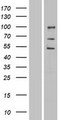 ENDOD1 Protein - Western validation with an anti-DDK antibody * L: Control HEK293 lysate R: Over-expression lysate
