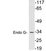 Endonuclease G / ENDOG Antibody - Western blot analysis of lysates from HUVEC cells, using Endo G antibody.