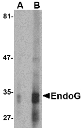 Endonuclease G / ENDOG Antibody - Western blot of EndoG expression in HepG2 cell lysate with EndoG antibody at (A) 2.5 and (B) 5 ug/ml.
