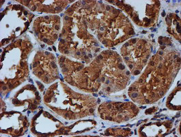 Endonuclease G / ENDOG Antibody - IHC of paraffin-embedded Human Kidney tissue using anti-ENDOG mouse monoclonal antibody. (Heat-induced epitope retrieval by 10mM citric buffer, pH6.0, 100C for 10min).