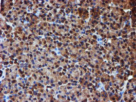 Endonuclease G / ENDOG Antibody - IHC of paraffin-embedded Human pancreas tissue using anti-ENDOG mouse monoclonal antibody. (Heat-induced epitope retrieval by 10mM citric buffer, pH6.0, 100C for 10min).