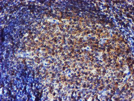 Endonuclease G / ENDOG Antibody - IHC of paraffin-embedded Human tonsil using anti-ENDOG mouse monoclonal antibody. (Heat-induced epitope retrieval by 10mM citric buffer, pH6.0, 100C for 10min).
