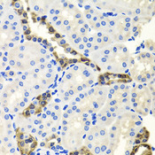 Endonuclease G / ENDOG Antibody - Immunohistochemistry of paraffin-embedded mouse kidney using ENDOG antibodyat dilution of 1:100 (40x lens).