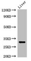 Endonuclease G / ENDOG Antibody - Positive WB detected in:Mouse liver tissue;All lanes:ENDOG antibody at 2.7?g/ml;Secondary;Goat polyclonal to rabbit IgG at 1/50000 dilution;Predicted band size: 33 KDa;Observed band size: 33 KDa;