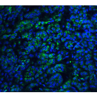 Endonuclease G / ENDOG Antibody - Immunofluorescence of EndoG in human pancreas tissue with EndoG antibody at 20 µg/mL.Green: EndoG Antibody  Blue: DAPI staining