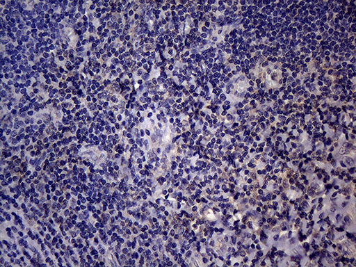 Endothelin 3 / EDN3 Antibody - Immunohistochemical staining of paraffin-embedded Human tonsil within the normal limits using anti-EDN3 mouse monoclonal antibody. (Heat-induced epitope retrieval by 1mM EDTA in 10mM Tris buffer. (pH8.5) at 120°C for 3 min. (1:150)