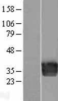 Endothelin 3 / EDN3 Protein - Western validation with an anti-DDK antibody * L: Control HEK293 lysate R: Over-expression lysate