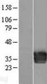 Endothelin 3 / EDN3 Protein - Western validation with an anti-DDK antibody * L: Control HEK293 lysate R: Over-expression lysate