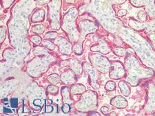 ENDOU Antibody - Human Placenta: Formalin-Fixed, Paraffin-Embedded (FFPE)