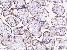 ENDOU Antibody - Immunochemical staining of human ENDOU in human placenta with rabbit polyclonal antibody at 1:1000 dilution, formalin-fixed paraffin embedded sections.