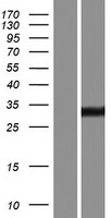 ENDOV Protein - Western validation with an anti-DDK antibody * L: Control HEK293 lysate R: Over-expression lysate