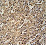 ENGASE Antibody - ENASE Antibody immunohistochemistry of formalin-fixed and paraffin-embedded human spleen tissue followed by peroxidase-conjugated secondary antibody and DAB staining.