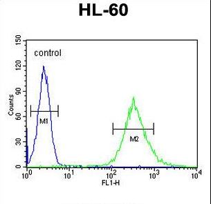 ENGASE Antibody - ENASE Antibody flow cytometry of HL-60 cells (right histogram) compared to a negative control cell (left histogram). FITC-conjugated goat-anti-rabbit secondary antibodies were used for the analysis.