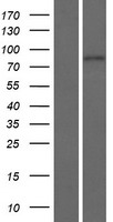 ENGASE Protein - Western validation with an anti-DDK antibody * L: Control HEK293 lysate R: Over-expression lysate