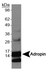 ENHO / Adropin Antibody - Adropin Antibody - Western blot on Adropin overexpression lysate.  This image was taken for the unconjugated form of this product. Other forms have not been tested.