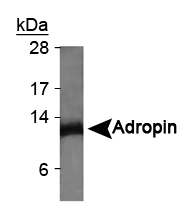 ENHO / Adropin Antibody - Adropin Antibody - Western blot on mouse brain lysate.  This image was taken for the unconjugated form of this product. Other forms have not been tested.