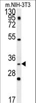 ENKUR Antibody - C10orf63 Antibody western blot of mouse NIH-3T3 cell line lysates (35 ug/lane). The C10orf63 antibody detected the C10orf63 protein (arrow).