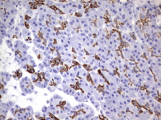 ENKUR Antibody - IHC of paraffin-embedded Human pancreas tissue using anti-ENKUR mouse monoclonal antibody. (Heat-induced epitope retrieval by 1 mM EDTA in 10mM Tris, pH8.5, 120°C for 3min).