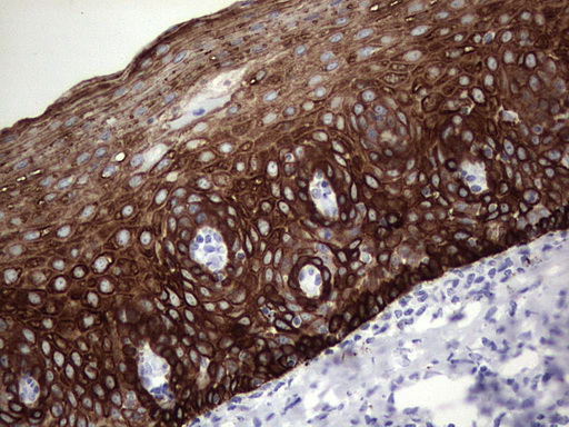ENKUR Antibody - IHC of paraffin-embedded Human tonsil using anti-ENKUR mouse monoclonal antibody. (Heat-induced epitope retrieval by 1 mM EDTA in 10mM Tris, pH8.5, 120°C for 3min).