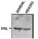 ENL / MLLT1 Antibody - Extracts from transduced 293fENL and HEK293 parental cells blotted with Anti-ENL Monoclonal Antibody.