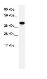 ENO1 / Alpha Enolase Antibody - Fetal Intestine Lysate.  This image was taken for the unconjugated form of this product. Other forms have not been tested.