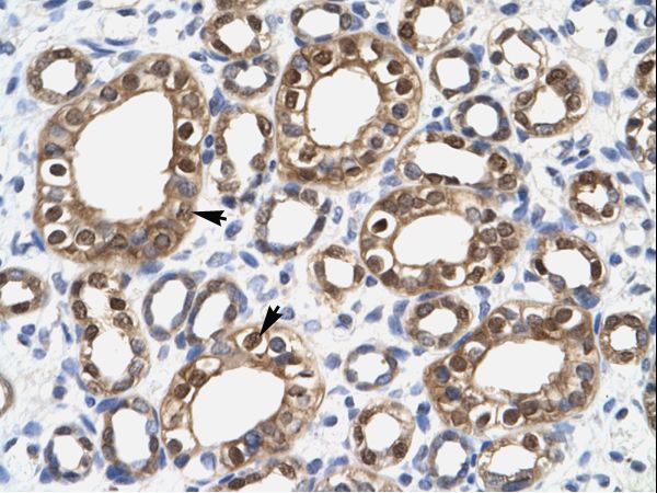 ENO1 / Alpha Enolase Antibody - Human Kidney.  This image was taken for the unconjugated form of this product. Other forms have not been tested.