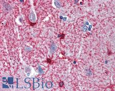 ENO1 / Alpha Enolase Antibody - Anti-ENO1 antibody IHC of human brain, cortex. Immunohistochemistry of formalin-fixed, paraffin-embedded tissue after heat-induced antigen retrieval. Antibody concentration 5 ug/ml.  This image was taken for the unconjugated form of this product. Other forms have not been tested.