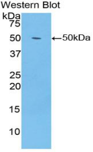 ENO1 / Alpha Enolase Antibody - Western Blot; Sample: Recombinant protein.