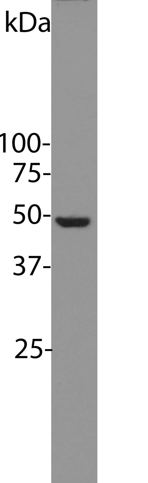 ENO1 / Alpha Enolase Antibody - Blot of HeLa cell lysates probed with monoclonal antibody ENO1 / Alpha Enolase antibody. The antibody stains a single sharp band corresponding to enolase-1/alpha-enolase/NNE at about 47 kDa.