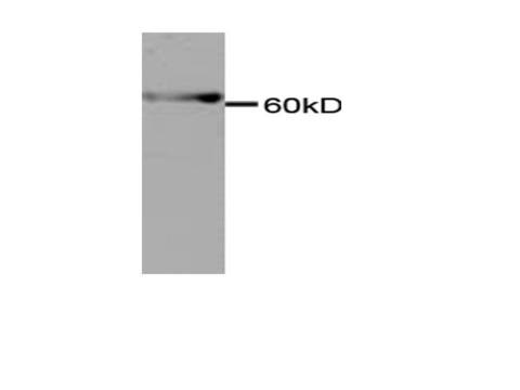 ENO1 / Alpha Enolase Antibody