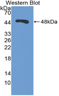 ENO1 / Alpha Enolase Antibody - Western Blot; Sample: Recombinant protein.