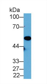 ENO1 / Alpha Enolase Antibody - Western Blot; Sample: Mouse Placenta lysate; Primary Ab: 2µg/mL Rabbit Anti-Mouse NNE Antibody Second Ab: 0.2µg/mL HRP-Linked Caprine Anti-Rabbit IgG Polyclonal Antibody (Catalog: SAA544Rb19