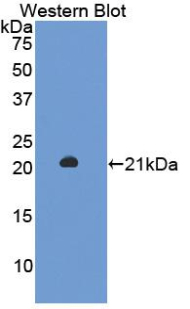 ENO1 / Alpha Enolase Antibody - Western Blot; Sample: Recombinant protein.