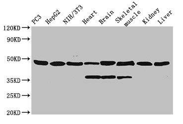 ENO1 / Alpha Enolase Antibody - Western Blot Positive WB detected in: PC-3 whole cell lysate, HepG2 whole cell lysate, NIH/3T3 whole cell lysate, Rat heart tissue, Rat brain tissue, Rat skeletal muscle tissue, Mouse kidney tissue, Mouse liver tissue All lanes: Eno1 antibody at 0.42µg/ml Secondary Goat polyclonal to rabbit IgG at 1/10000 dilution Predicted band size: 48 kDa Observed band size: 48, 34 kDa