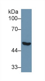 ENO1 / Alpha Enolase Antibody - Western Blot; Sample: Human Lung lysate; Primary Ab: 1µg/ml Rabbit Anti-Human NNE Antibody Second Ab: 0.2µg/mL HRP-Linked Caprine Anti-Rabbit IgG Polyclonal Antibody