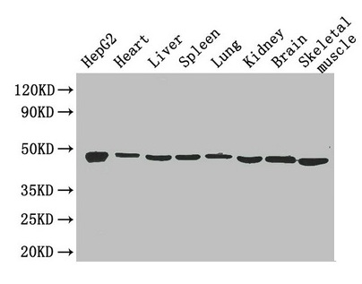 ENO1 / Alpha Enolase Antibody - Western Blot Positive WB detected in: HepG2 whole cell lysate, Mouse heart tissue, Mouse liver tissue, Mouse spleen tissue, Mouse lung tissue, Mouse kidney tissue, Mouse brain tissue, Mouse skeletal muscle tissue All lanes: Eno1 antibody at 2.6µg/ml Secondary Goat polyclonal to rabbit IgG at 1/50000 dilution Predicted band size: 48 kDa Observed band size: 48 kDa