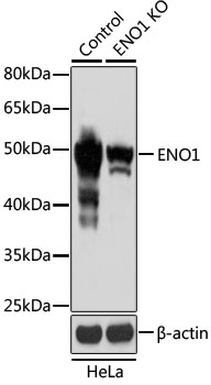 ENO1 / Alpha Enolase Antibody - Western blot analysis of extracts from normal (control) and ENO1 knockout (KO) HeLa cells, using ENO1 antibodyat 1:3000 dilution. The secondary antibody used was an HRP Goat Anti-Rabbit IgG (H+L) at 1:10000 dilution. Lysates were loaded 25ug per lane and 3% nonfat dry milk in TBST was used for blocking. An ECL Kit was used for detection and the exposure time was 5s.