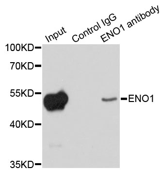 ENO1 / Alpha Enolase Antibody - Immunoprecipitation analysis of 200ug extracts of HeLa cells using 1ug ENO1 antibody. Western blot was performed from the immunoprecipitate using ENO1 antibodyat a dilition of 1:1000.