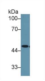 ENO1 / Alpha Enolase Antibody - Western Blot; Sample: Bovine Stomach lysate; Primary Ab: 1µg/ml Rabbit Anti-Bovine NNE Antibody Second Ab: 0.2µg/mL HRP-Linked Caprine Anti-Rabbit IgG Polyclonal Antibody