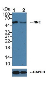ENO1 / Alpha Enolase Antibody - Knockout Varification: Lane 1: Wild-type MCF7 cell lysate; Lane 2: NNE knockout MCF7 cell lysate; Predicted MW: 36,47kDa Observed MW: 50kDa Primary Ab: 1µg/ml Rabbit Anti-Mouse NNE Antibody Second Ab: 0.2µg/mL HRP-Linked Caprine Anti-Rabbit IgG Polyclonal Antibody